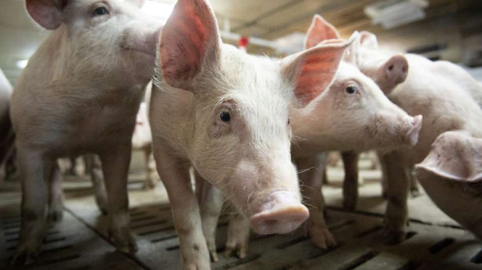 "Schweinestau" in der Corona-Krise sorgt für Preisverfall 