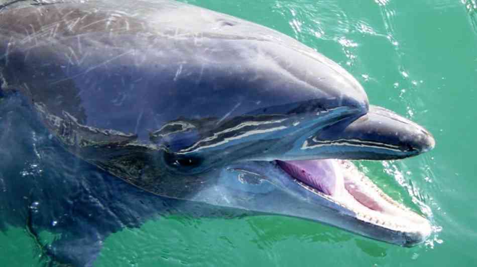 Japanischer Delfin nach fast 43 Jahren in Gefangenschaft gestorben