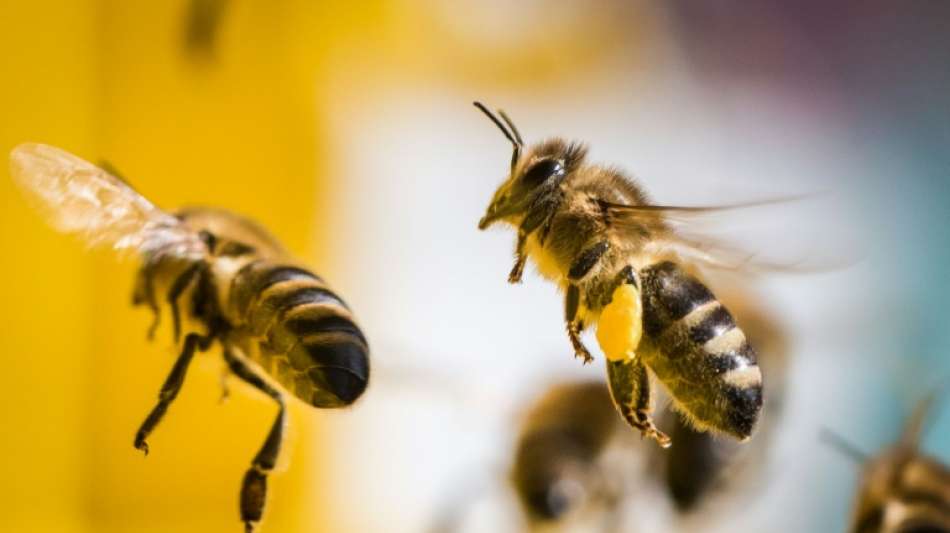 Bundesrat billigt Gesetz zum besseren Schutz für Insekten