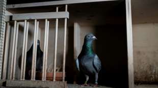 Australische Experten retten vermeintliche Renntaube aus den USA vor dem Tod
