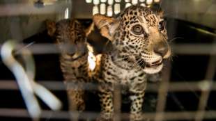 Zwei kleine Jaguare in Nicaragua aus Fängen von Tierhändlern befreit