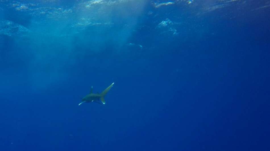 Touristin verliert durch Hai-Angriff vor Französich-Polynesien beide Hände