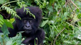 Bericht: Bewaffnete Konflikte gef&auml;hrden besonders bedrohte Arten