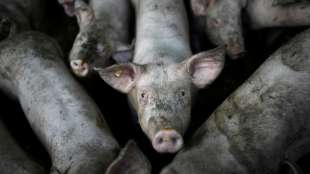 Teilnehmende klagen über Tierkommission des Landwirtschaftsministeriums