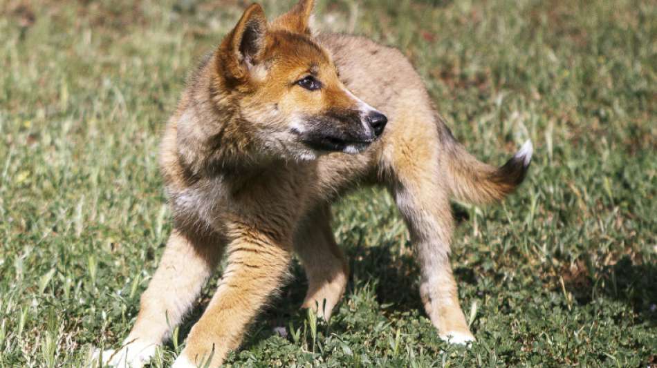 Australier hielten Vollblut-Dingo monatelang für einen Hundewelpen