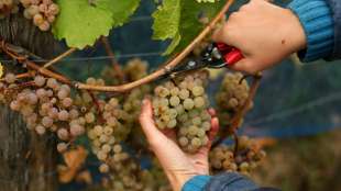 Wein wird erstmals in allen Flächenländern angebaut