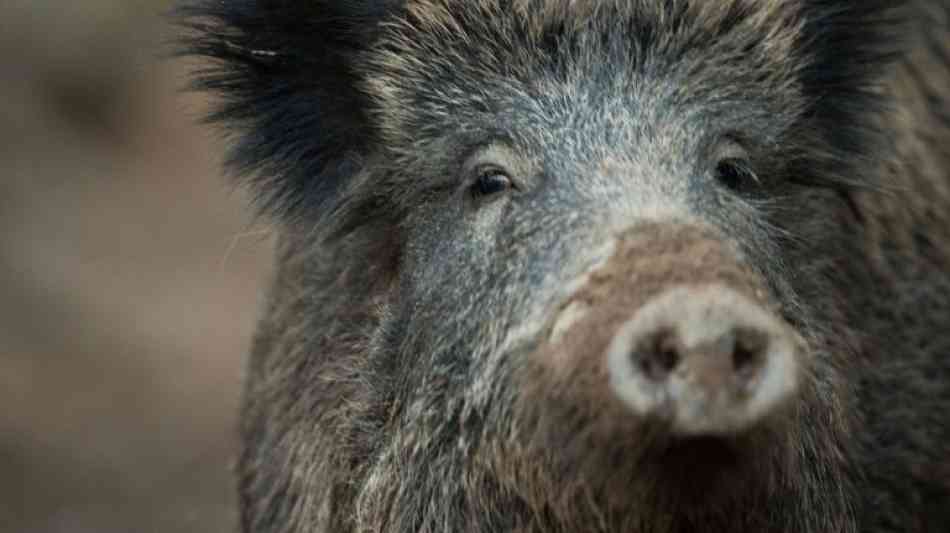 Aggressive Wildschweine verletzen Menschen in Heider Innenstadt