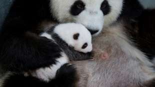 Berliner Pandababys ziehen aus Inkubator in Bettchen