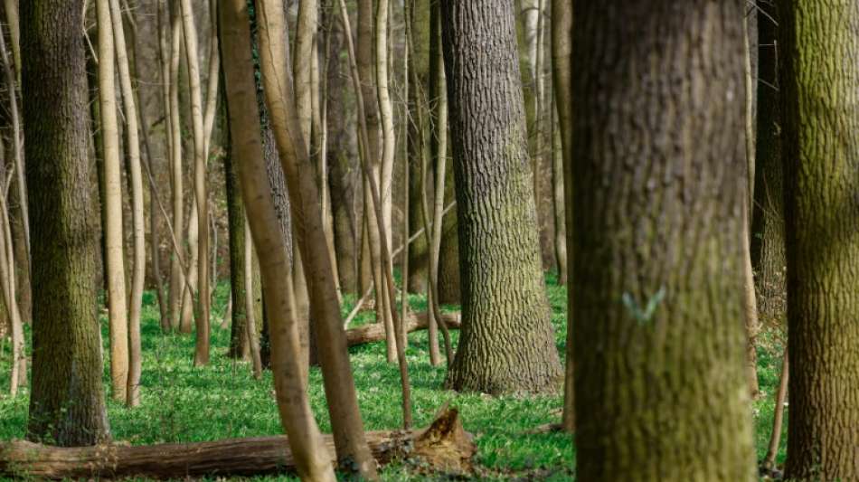 Bundesagrarministerin Klöckner lädt zu zweitem Waldgipfel