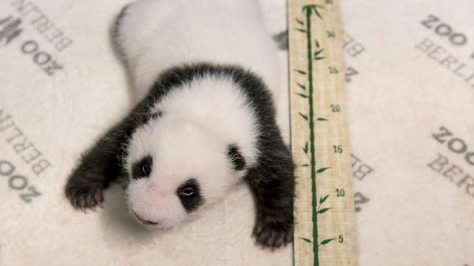 Berliner Pandababys öffnen erstmals ihre Augen