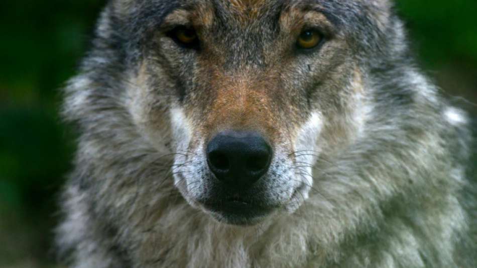 Wölfin "Gloria" darf in Nordrhein-Westfalen nicht abgeschossen werden