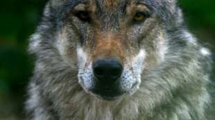 Wölfin "Gloria" darf in Nordrhein-Westfalen nicht abgeschossen werden