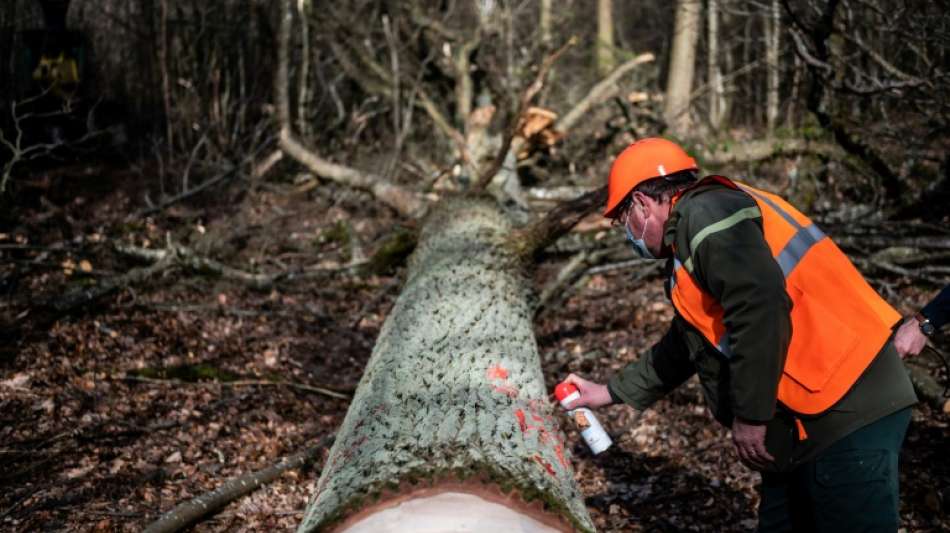 Ausbildungsberufe im Bereich Umwelt- und Klimaschutz immer beliebter