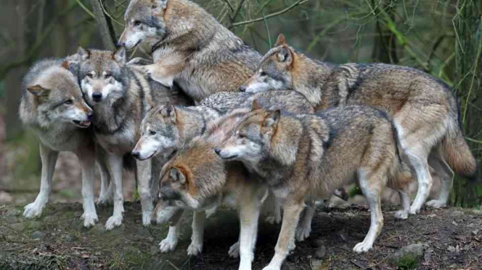 Sechs junge Wolfshybriden aus Th