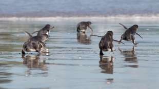 Pinguine richten sich unter Sushi-Stand in Neuseeland ein