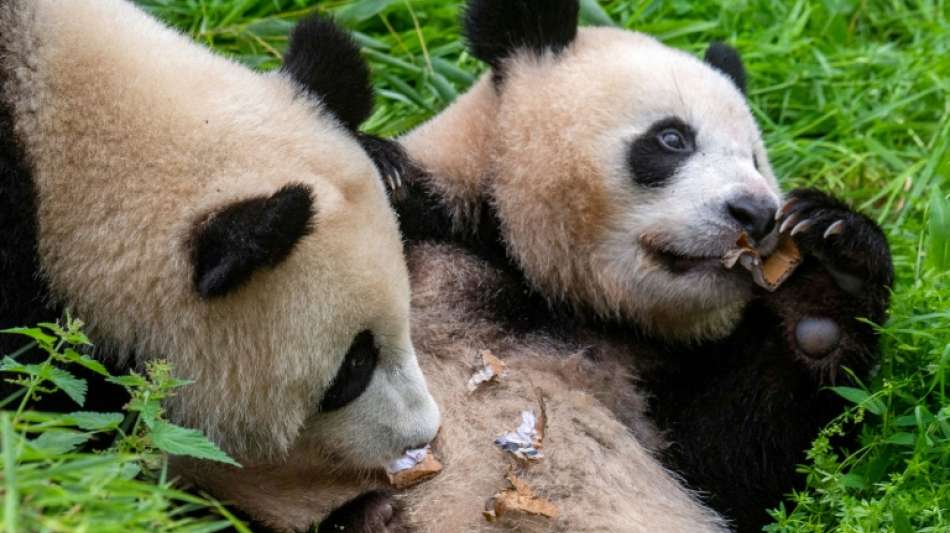 Berliner Pandazwillinge werden von Mutter entw&ouml;hnt