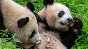 Berliner Pandazwillinge werden von Mutter entw&ouml;hnt