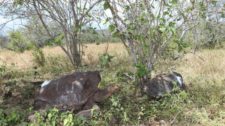 Auf Flughafen der Gal&aacute;pagos-Inseln 185 Schildkr&ouml;ten in Koffer entdeckt