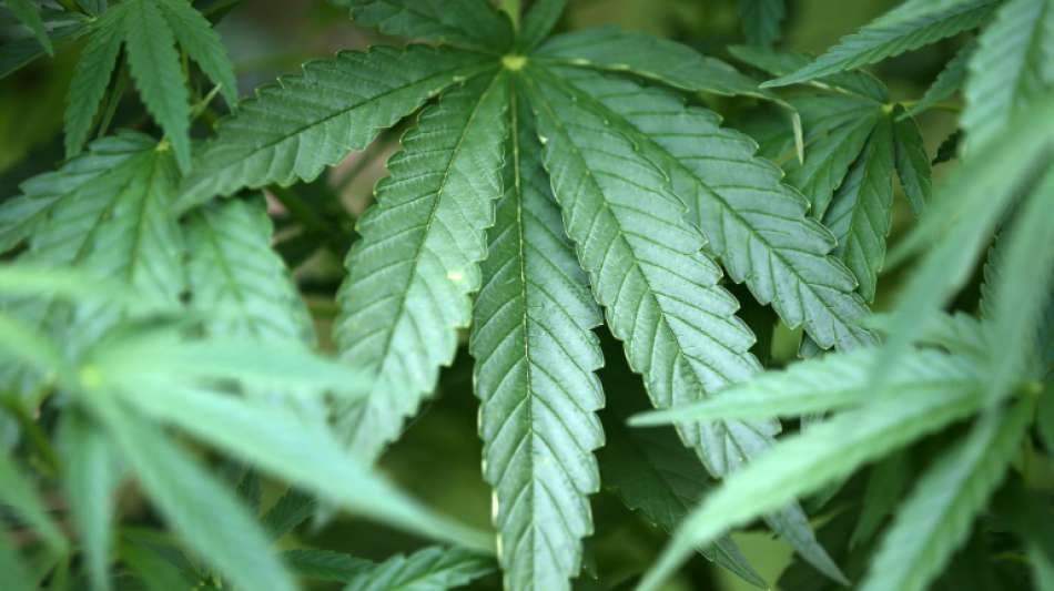 Union befasst sich mit Möglichkeit kontrollierter Cannabisfreigabe