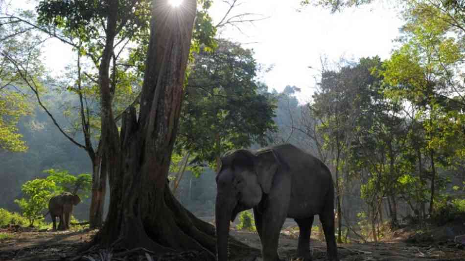 Schwangerer Sumatra-Elefant in Indonesien vermutlich vergiftet
