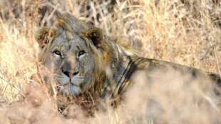 Verd&auml;chtiger in S&uuml;dafrika wegen illegalen Handels mit L&ouml;wen-Krallen festgenommen