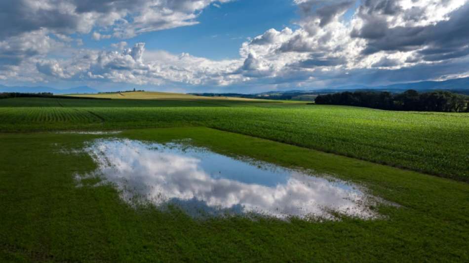 Regen der vergangenen Wochen hat Getreideernte gut getan