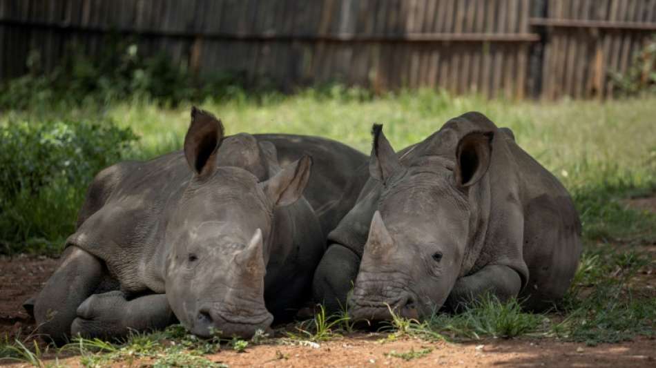 Radioaktive Nashorn-H&ouml;rner sollen Tiere vor Wilderei sch&uuml;tzen