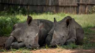 Radioaktive Nashorn-H&ouml;rner sollen Tiere vor Wilderei sch&uuml;tzen