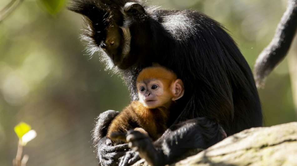 Vom Aussterben bedrohter Affe in australischem Zoo geboren