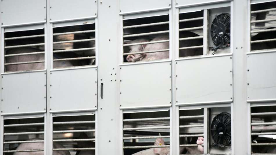 Umweltverbände machen vor Agrarministerkonferenz Druck für mehr Tierschutz