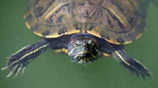 Totgeglaubte Schildkröte überlebt Brand in Terrarium