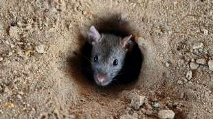 Kabinett bringt strengere Regeln für Schädlingsbekämpfungsmittel auf den Weg