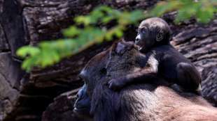 Gorilla in den USA wegen Grauen Star operiert