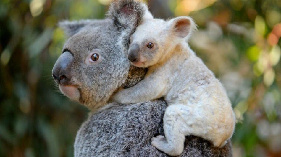 Koala in australischem Zoo bekommt Junges mit wei