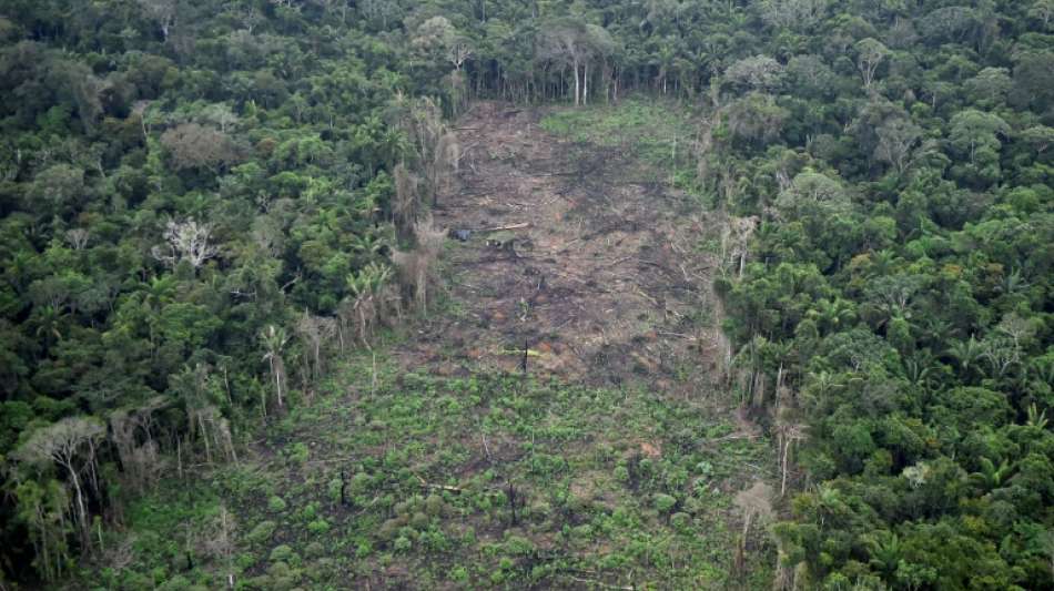 2020 erneut deutliche Zunahme der Waldzerst&ouml;rung in Kolumbien 