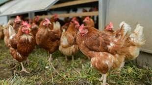 Tausende Hühner aus Bauernhof in Schleswig-Holstein "ausgebrochen"