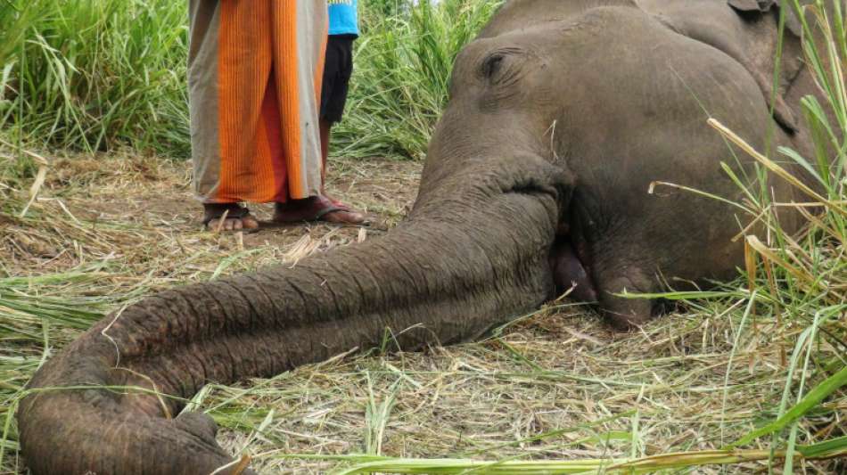Elefanten in Sri Lanka sollen stärker geschützt werden