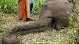 Drei weitere tote Elefanten in Sri Lanka entdeckt