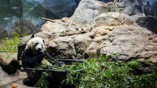 Panda aus Washingtoner Zoo tritt Reise nach China an 