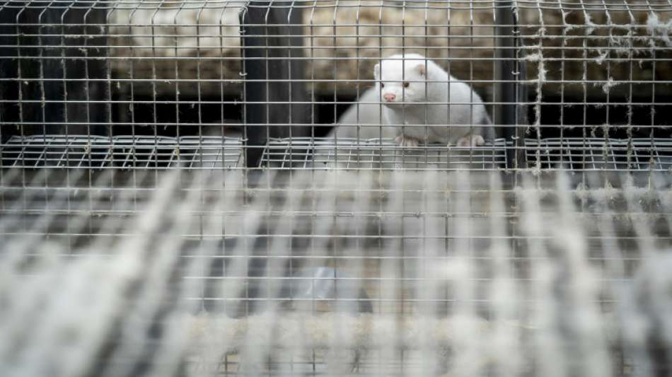 Russland meldet Zulassung von erstem Corona-Impfstoff für Tiere