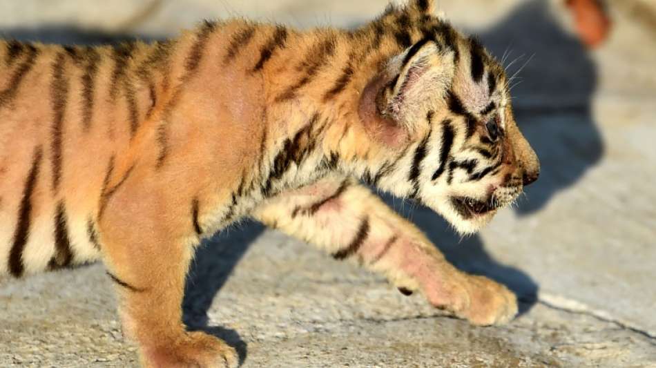 Ber&uuml;chtigter Wilderer von K&ouml;nigstigern in Bangladesch festgenommen