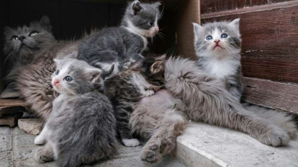 Sterbende Tiere in Überraschungsboxen sorgen für Welle der Empörung in China 