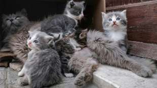 Sterbende Tiere in Überraschungsboxen sorgen für Welle der Empörung in China 