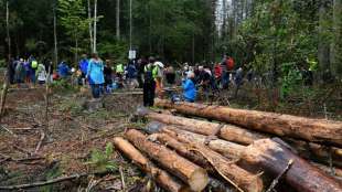 Br&uuml;ssel ermahnt Polen wegen Abholzung von Bialowieza-Urwald