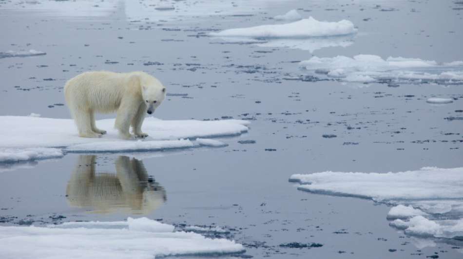 Eisbär tötet Mann auf Spitzbergen