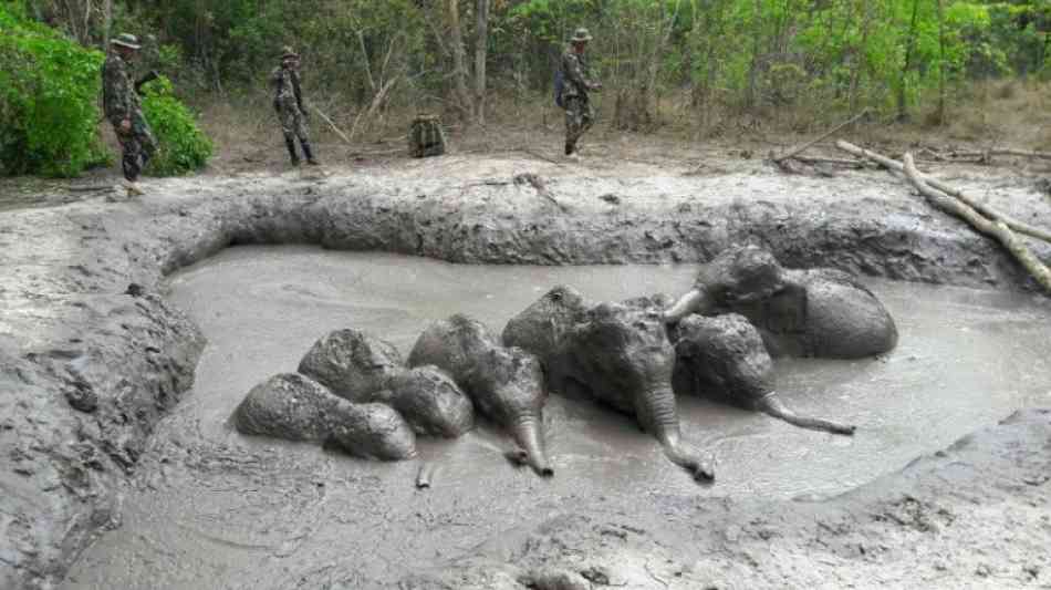 Wildhüter retten Elefantenbabys nach Tagen aus Schlammgrube in Thailand