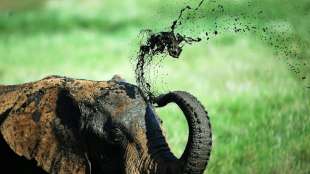 Artenschutz-Konferenz will Verkauf wilder Elefanten an Zoos verbieten