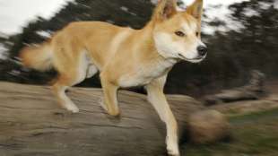 Halsbandkamera enth&uuml;llt erstmals das geheime Leben der Dingos
