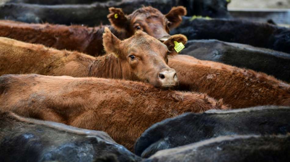 Deutschland und weitere Länder für EU-Verbot von Tiertransporten in Drittstaaten