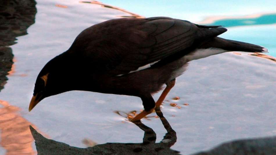 Mynah-Vogel flieht mit Besitzerin aus Afghanistan - und lernt "Bonjour" zu sagen